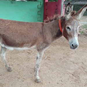 charity-_0027_Antigua's Donkey Sanctuary